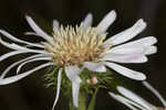 Thistleleaf aster